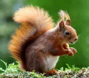Close-up of a charming red squirrel in natural habitat, showcasing its vibrant fur and curious expression.