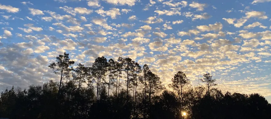 Beautiful sky scattered with golden clouds overlooking a silhouetted forest
