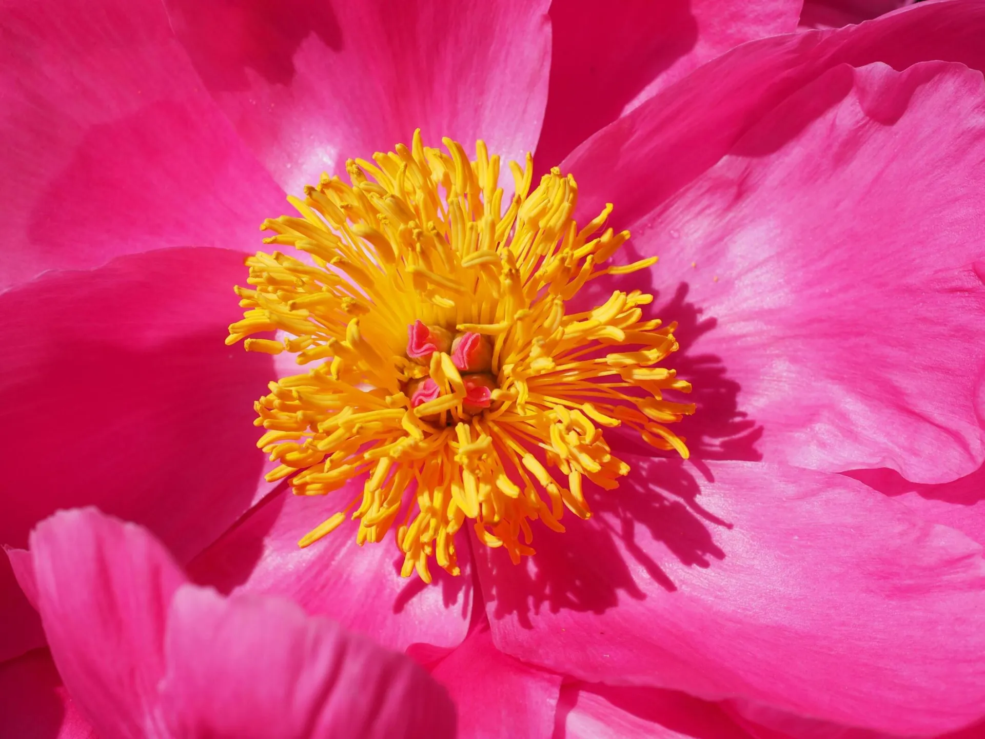 Close-up of a vibrant pink peony flower showcasing its intricate yellow stamen in vivid detail.