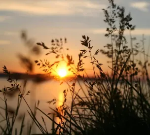 Peaceful view of grass silhouette with a vibrant sunset over water.