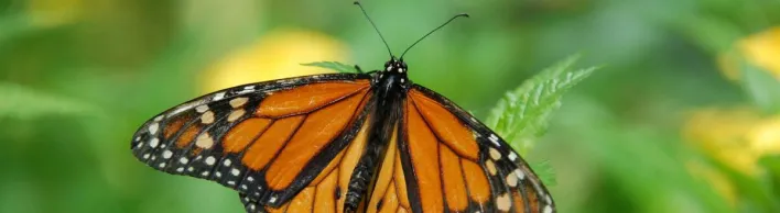Close-up of a Monarch butterfly resting on green leaves, showcasing its vivid orange and black wings.