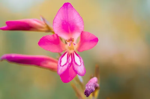 Close-up of a vibrant pink Gladiolus flower with a blurred background showcasing its delicate petals.