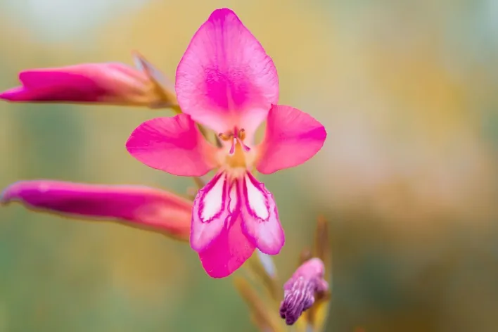 Close-up of a vibrant pink Gladiolus flower with a blurred background showcasing its delicate petals.