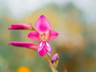 Close-up of a vibrant pink Gladiolus flower with a blurred background showcasing its delicate petals.