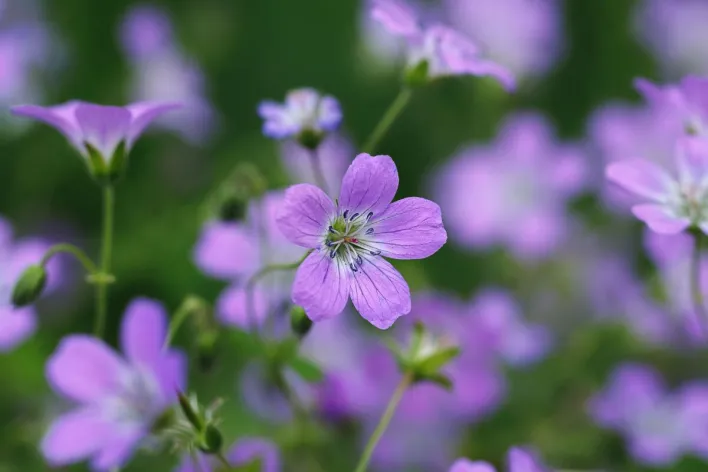 Vibrant purple flowers blooming in a lush green field, showcasing natural beauty.