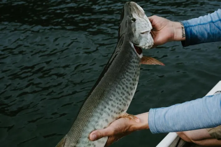 An angler holds a large fish on a boat in Clayton Lake, MI.