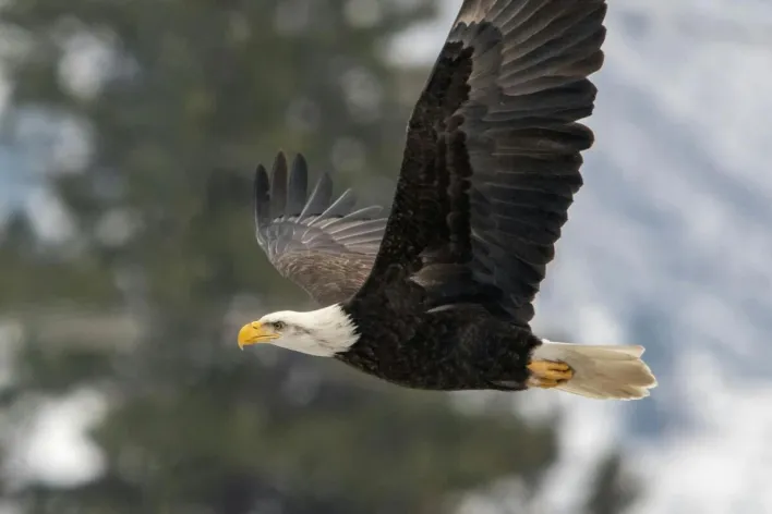 A stunning bald eagle in flight over Dryden, WA with a blurred snowy backdrop.
