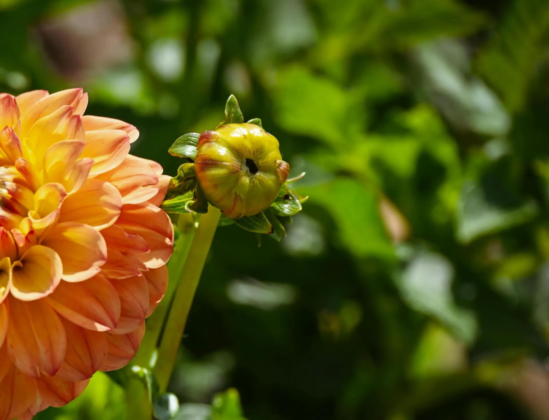Close-up of a vibrant orange dahlia flower in full bloom with lush green foliage.
