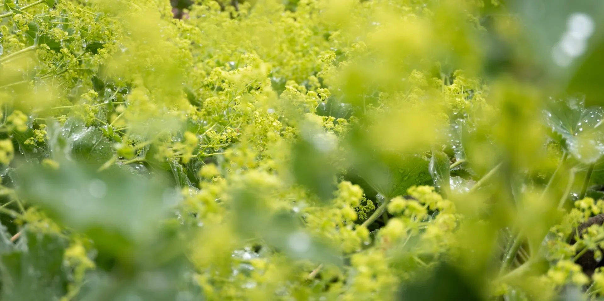 Breathtaking view of a misty morning over lush green hills in Dalat, Vietnam.