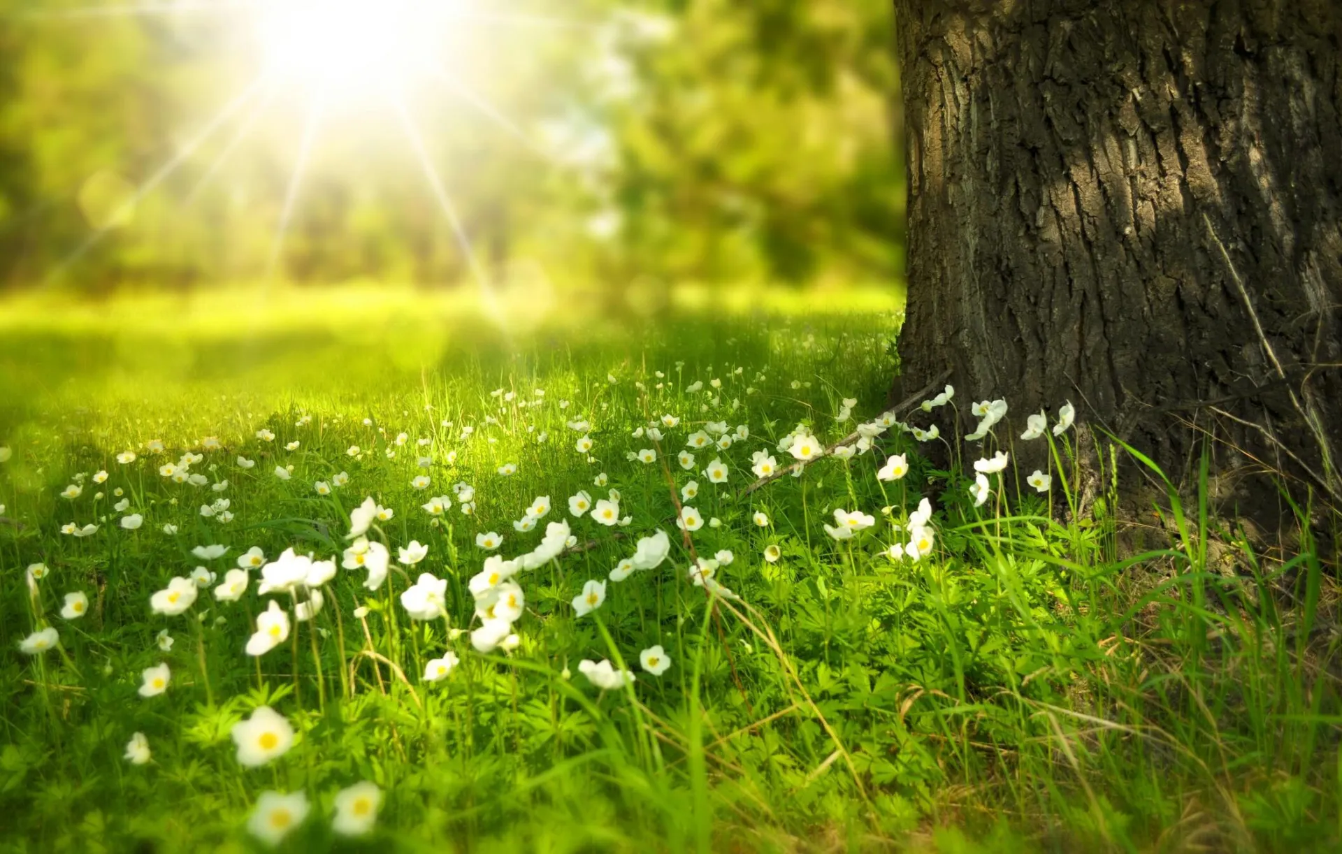 A serene meadow with sunlight illuminating wildflowers and lush grass.