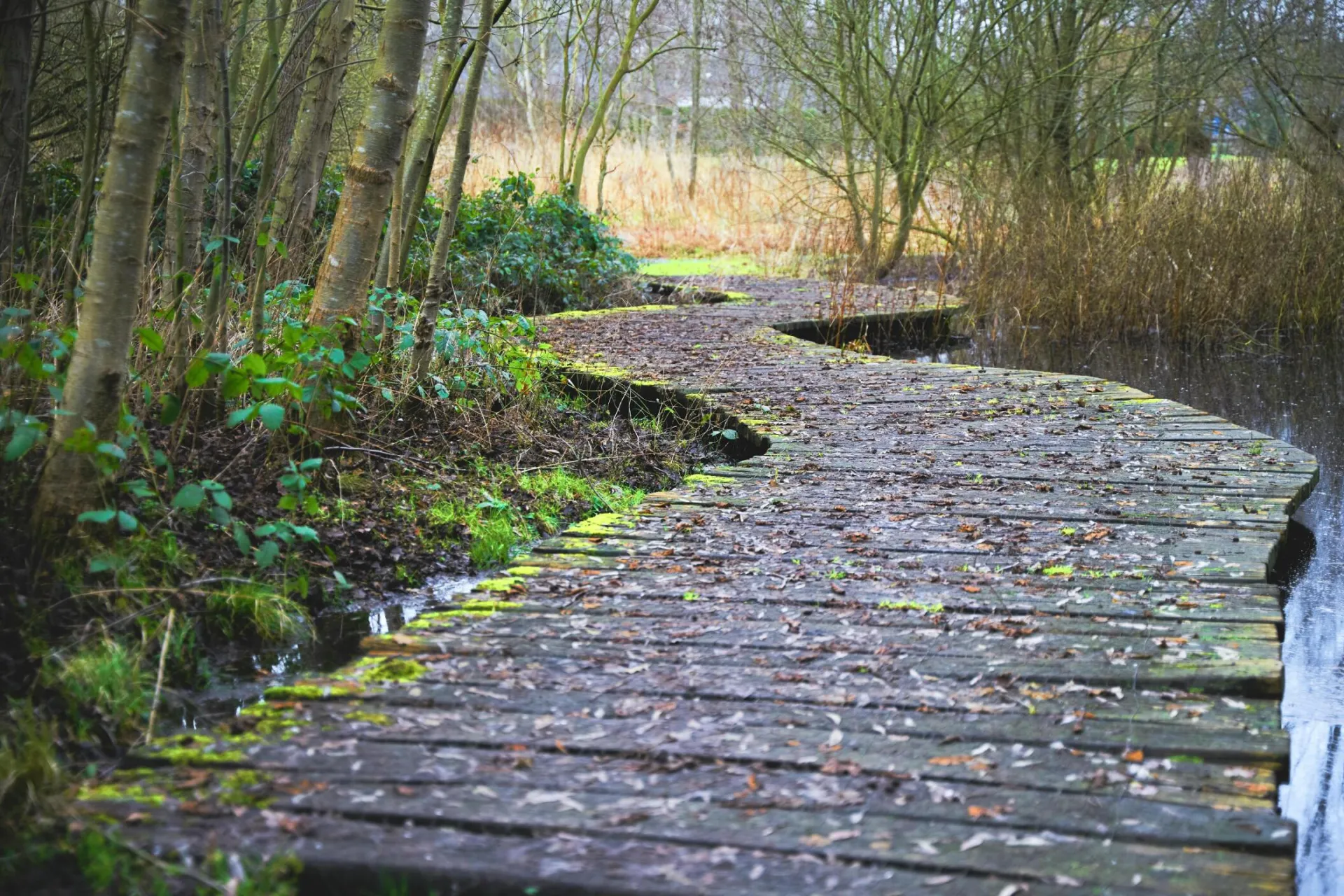 A wooden walkway meanders through a serene marshland surrounded by lush greenery.