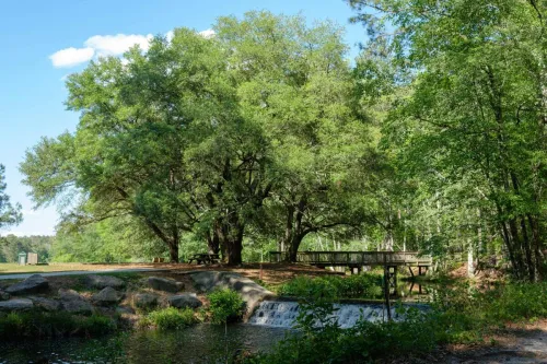 Tranquil springtime scene in Columbia, SC with lush greenery and a wooden bridge over a waterfall.