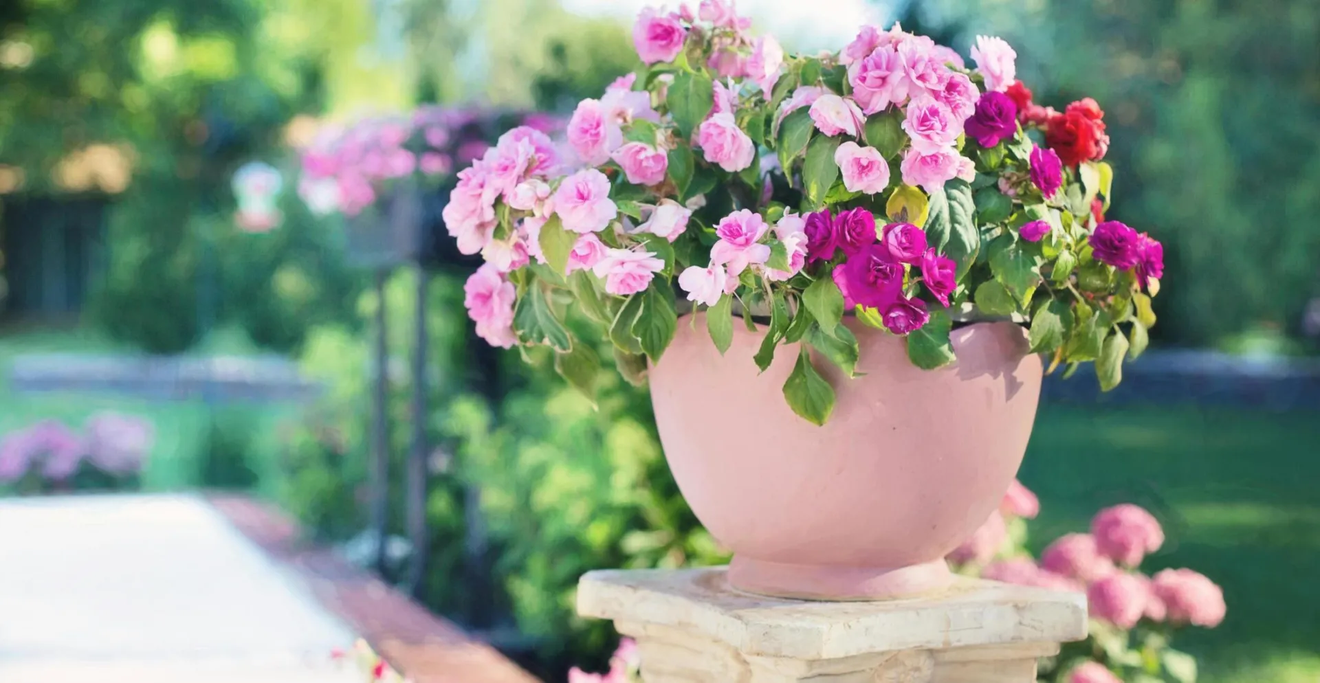 Colorful pink flowers blooming in a clay pot on a sunny day, perfect for nature photography.