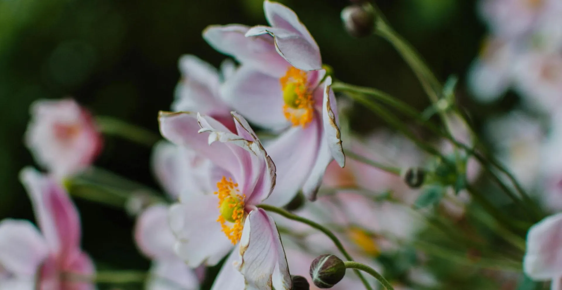 Delicate pink anemones in full bloom captured in the gardens of Giverny, Normandy, France.