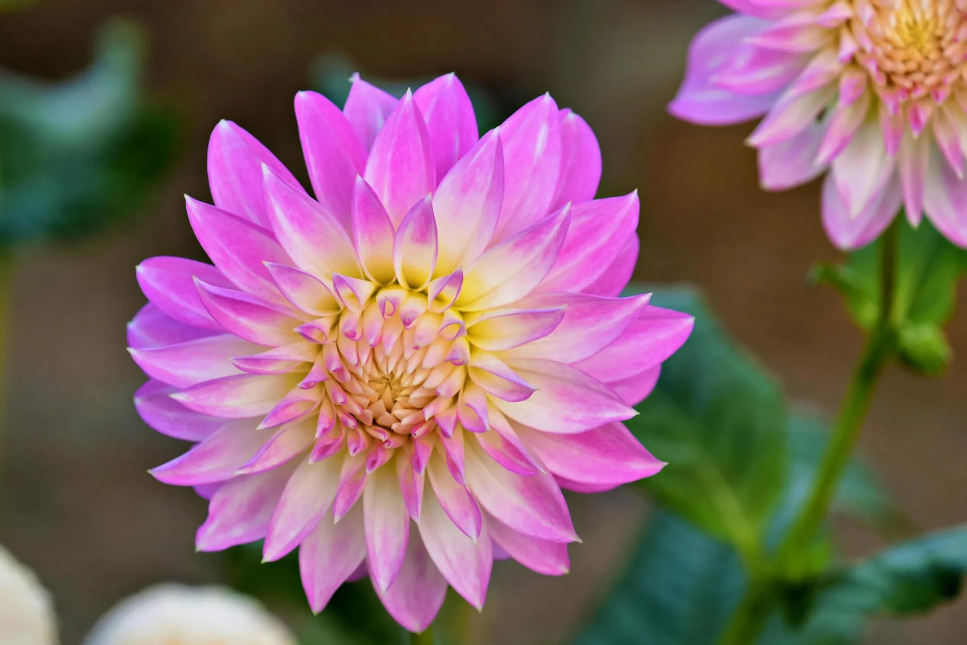Close-up image of a vibrant pink dahlia flower in full bloom showcasing its intricate petal structure.