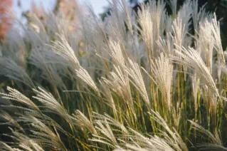Beautiful close-up of feather reed grass swaying gently in the sunlight.