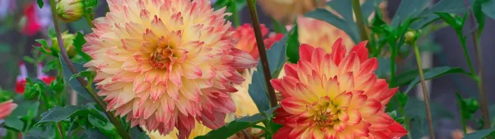 Colorful dahlia flowers blooming in a garden setting in Lacey, Washington.
