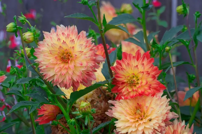 Colorful dahlia flowers blooming in a garden setting in Lacey, Washington.