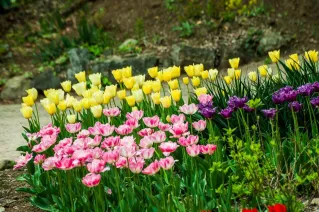 A colorful display of yellow, pink, and purple tulips in a lush spring garden setting.