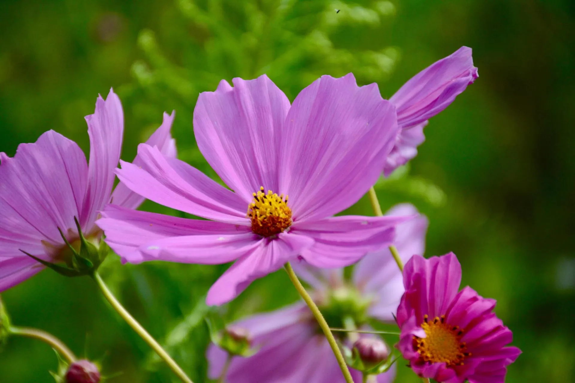 Vibrant pink cosmos flowers in full bloom showcasing nature's beauty.
