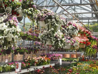 Colorful hanging flower baskets in a sunlit greenhouse, showcasing spring blooms.