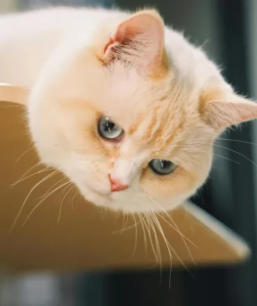 Adorable ginger cat with blue eyes lounging indoors on a wooden shelf.
