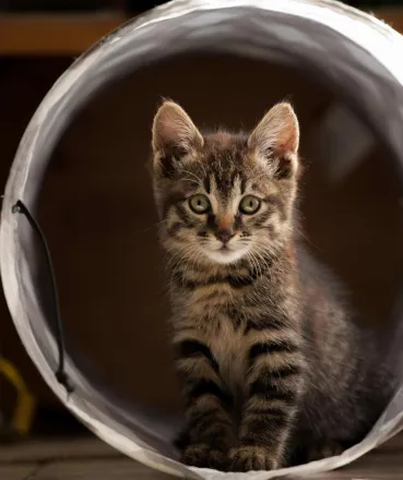 Cute tabby kitten sitting inside a play tunnel, looking curious and playful indoors.