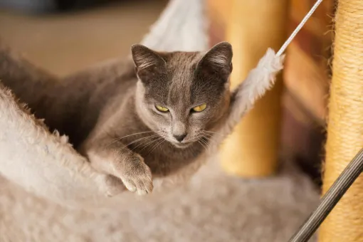 A calm grey cat relaxing in a hammock indoors, enjoying a peaceful moment.