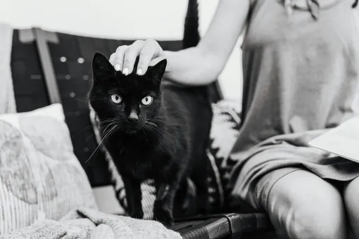 Black and white photo of a black cat being petted by a woman indoors.