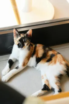 A beautiful calico cat lounging indoors, basking in sunlight by a window.