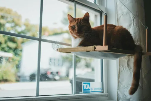 Orange tabby cat lounging on a window perch with sunlight streaming in.