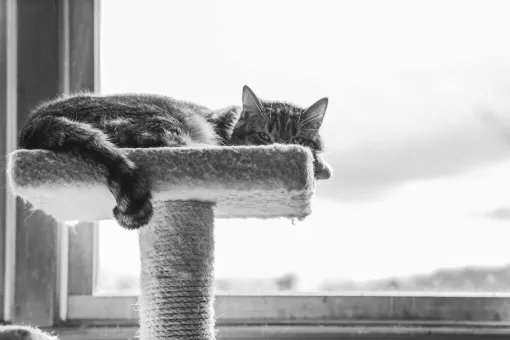 Adorable tabby cat lounging on a perch by a bright window, captured in black and white.