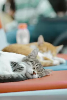 Two cute domestic cats sleeping peacefully on colorful cushions indoors.