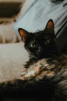 Close-up of a relaxed tortoiseshell cat lounging indoors on a sofa.