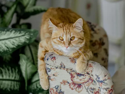 A ginger cat perched on a floral armchair amidst leafy green plants indoors.