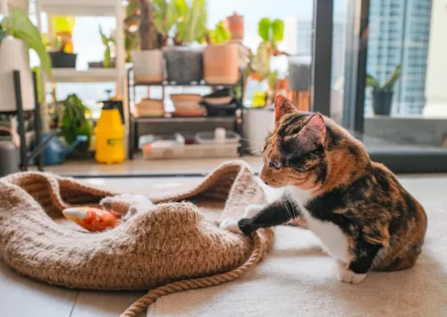 A playful calico cat interacts with a toy inside a cozy indoor setting.