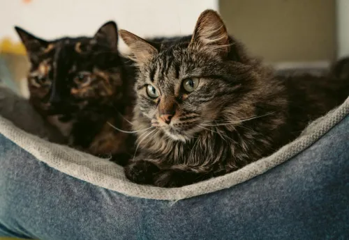 Two cats comfortably resting in a soft pet bed with colorful paw prints in the background.