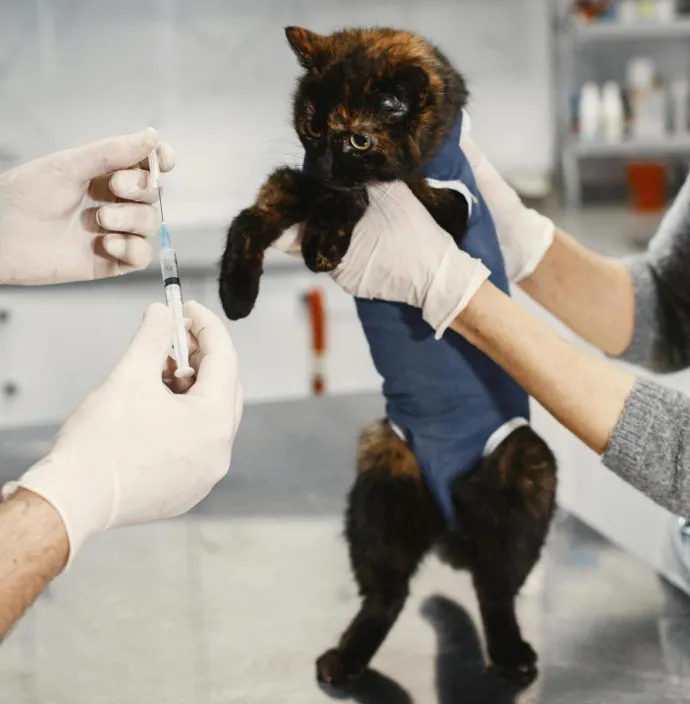A tortoiseshell cat being prepared for vaccination in a veterinary clinic.