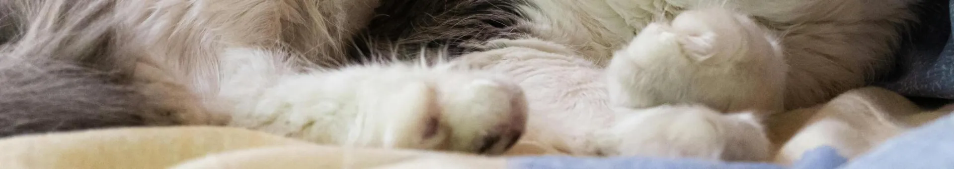 Charming fluffy domestic cat lounging comfortably on soft blankets.