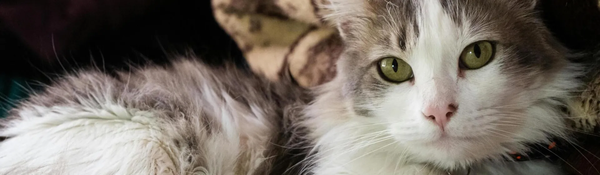 Charming fluffy domestic cat lounging comfortably on soft blankets.