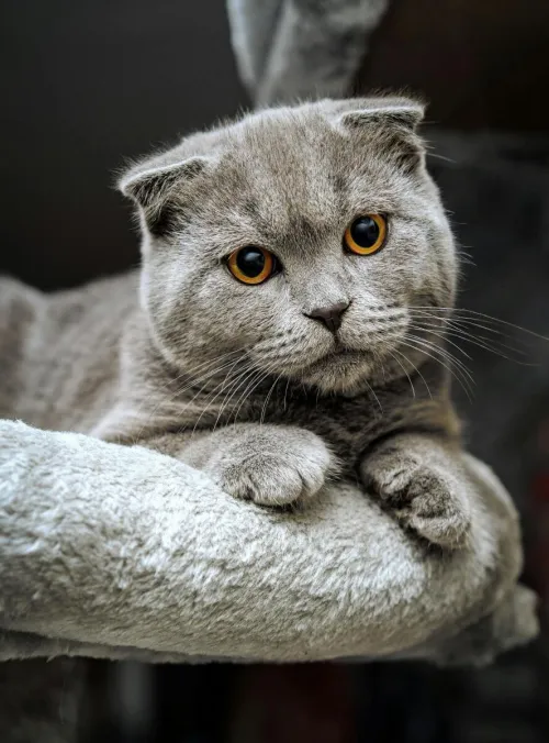 Cute and fluffy Scottish Fold cat with round eyes lounging indoors, perfect for cat lovers.