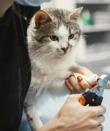 A domestic cat receiving a nail trimming at a professional pet grooming salon indoors.