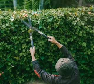 Adult gardener trims green hedge outdoors in Jakarta. Focus on foliage.