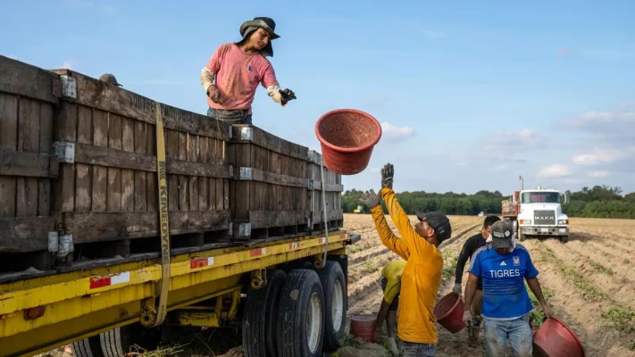 Farm workers loading vegetables onto a truck in a field under a clear blue sky.