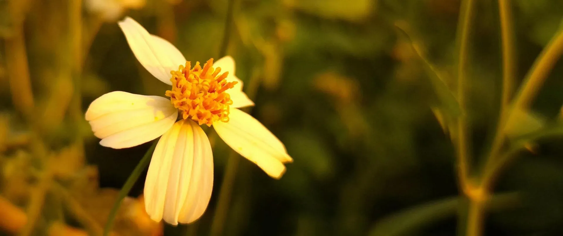 Close-up of a white wildflower with a yellow center in a lush Gia Lai meadow.