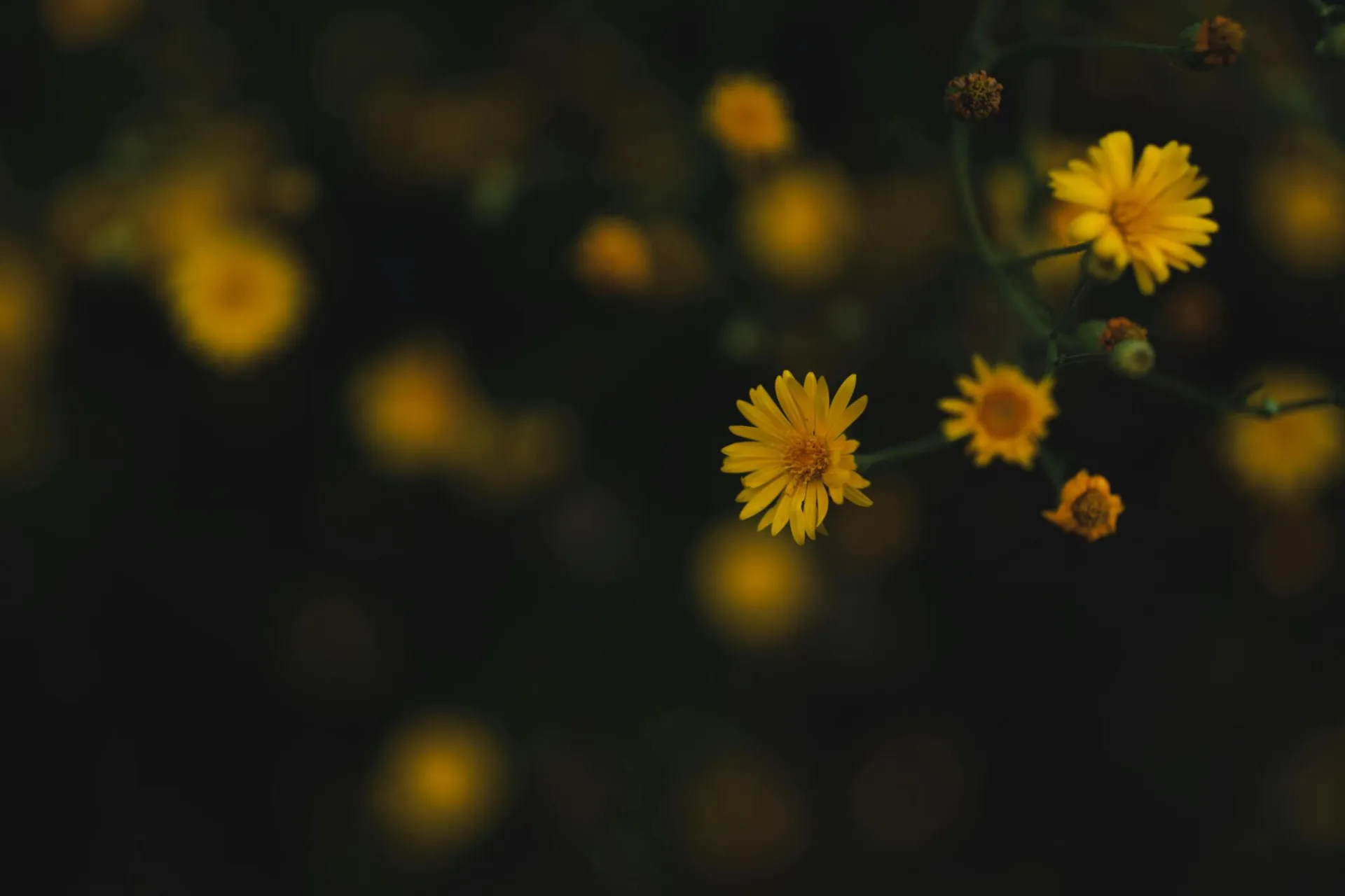 Bright yellow flowers create a striking contrast against a dark background, showcasing natural beauty.
