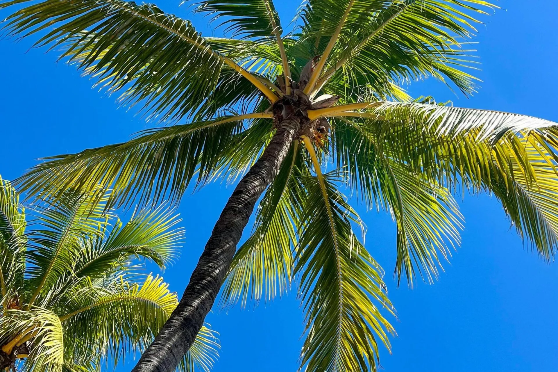 Lush coconut palm trees on a sunny day at Miami Beach, Florida.