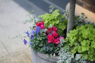 Vibrant potted flowers and lush greenery brighten an outdoor scene.