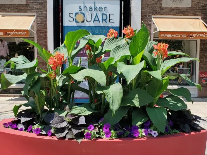 Vibrant potted flowers and lush greenery brighten an outdoor scene.