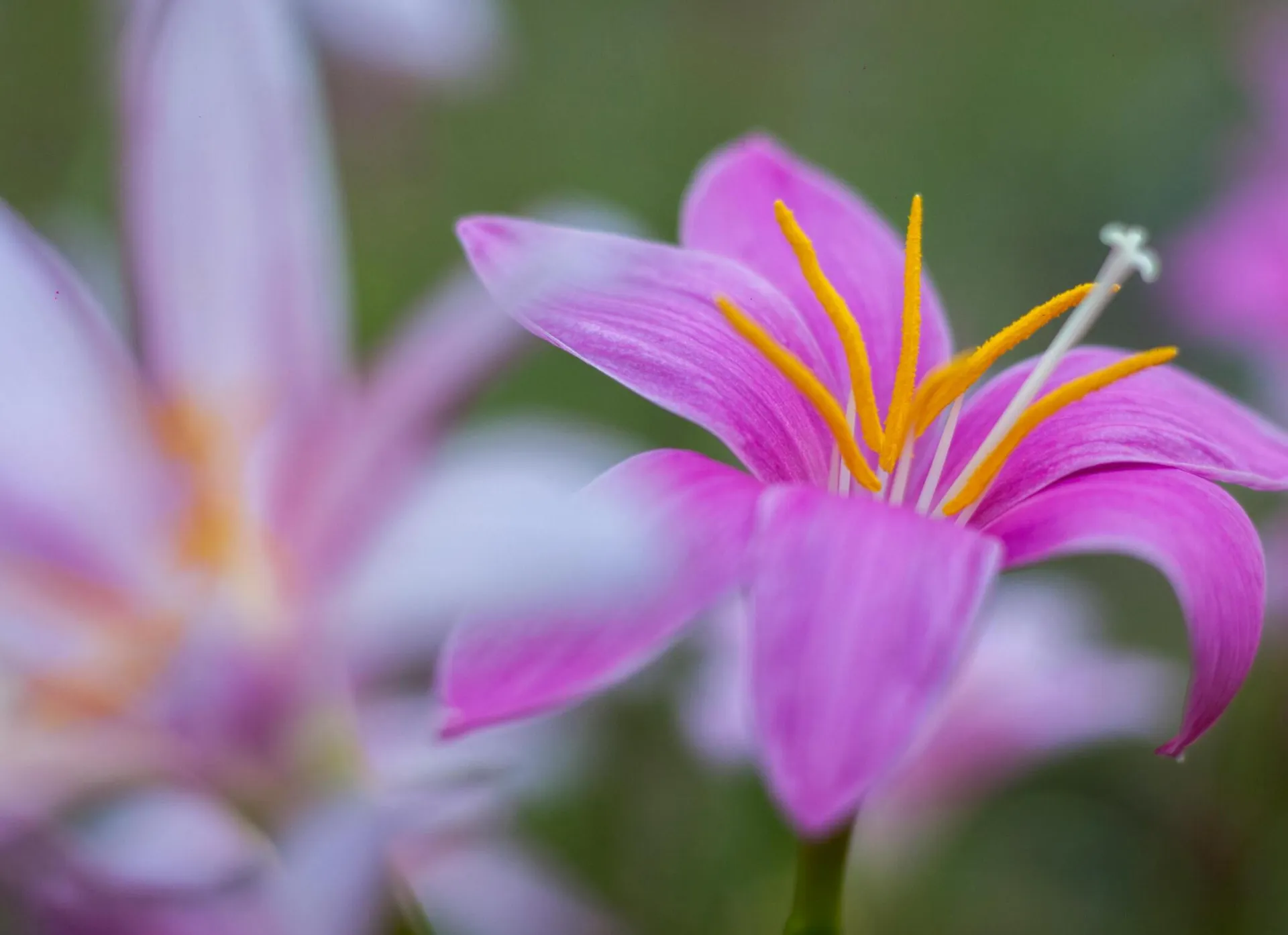 A stunning close-up of vibrant pink rain lilies in full bloom under natural daylight.